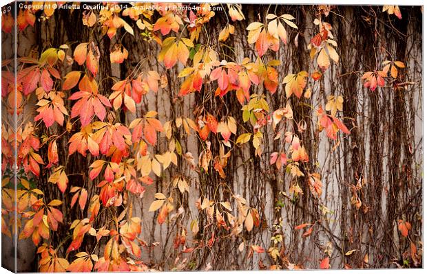Vitaceae family ivy wall abstract Canvas Print by Arletta Cwalina