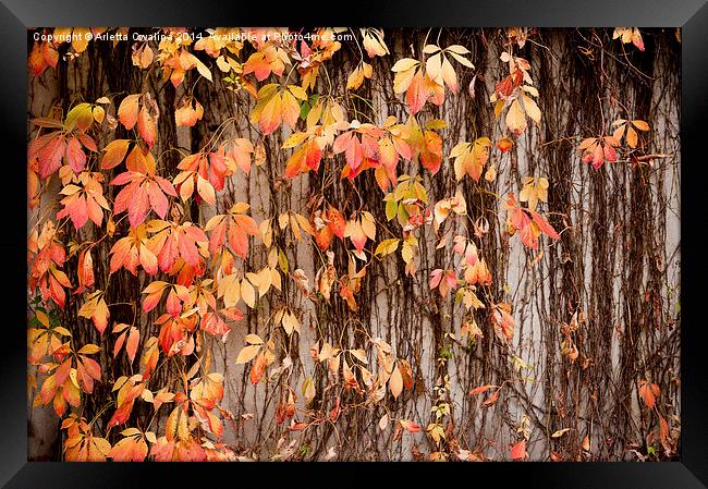 Vitaceae family ivy wall abstract Framed Print by Arletta Cwalina