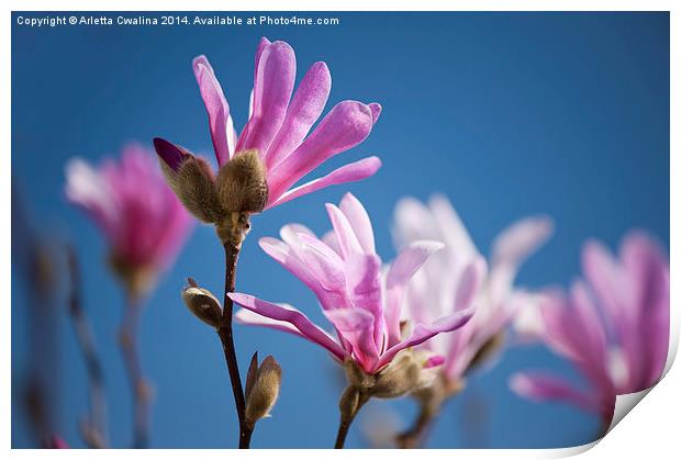 Vibrant pink Magnolia flowers Print by Arletta Cwalina