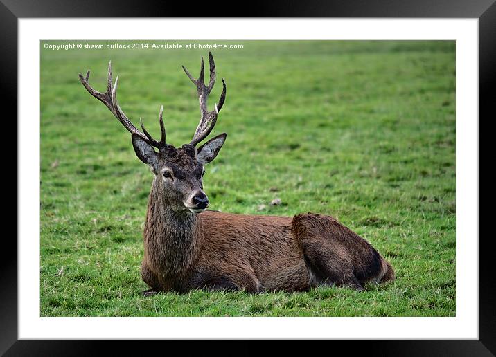  Resting stag Framed Mounted Print by shawn bullock