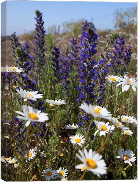  Vipers bugloss Canvas Print by Stephen Prosser