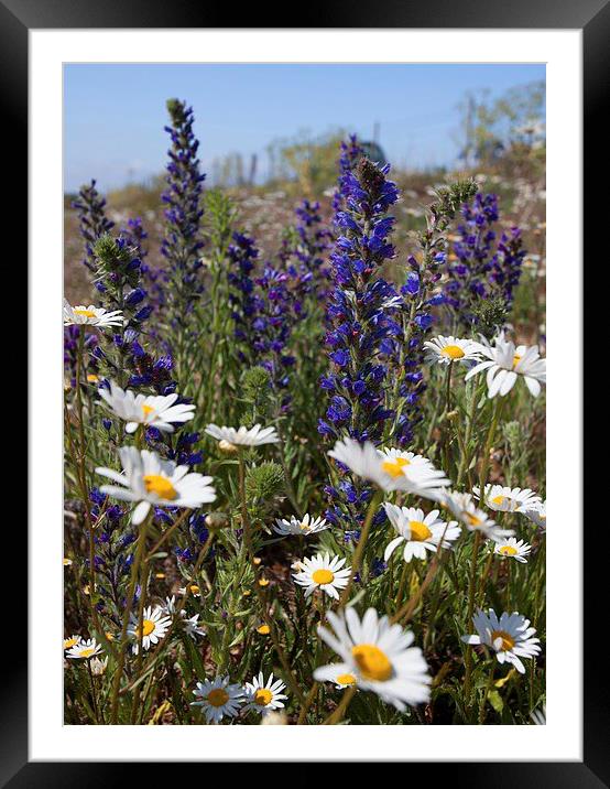  Vipers bugloss Framed Mounted Print by Stephen Prosser