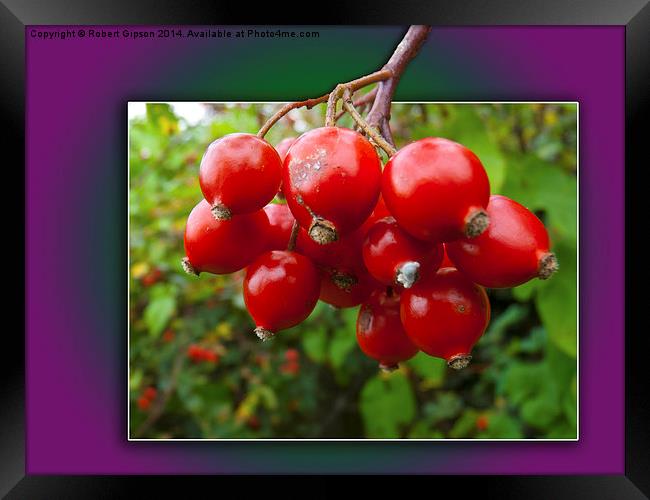  Woodland berries in the frame Framed Print by Robert Gipson