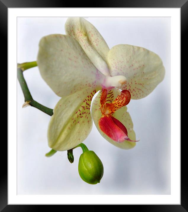  lovely orchid Framed Mounted Print by sue davies