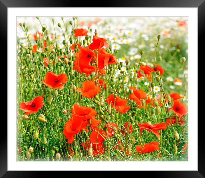  simply poppy's Framed Mounted Print by sue davies