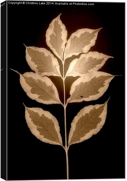  Leaves in Sepia Canvas Print by Christine Lake