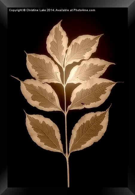  Leaves in Sepia Framed Print by Christine Lake