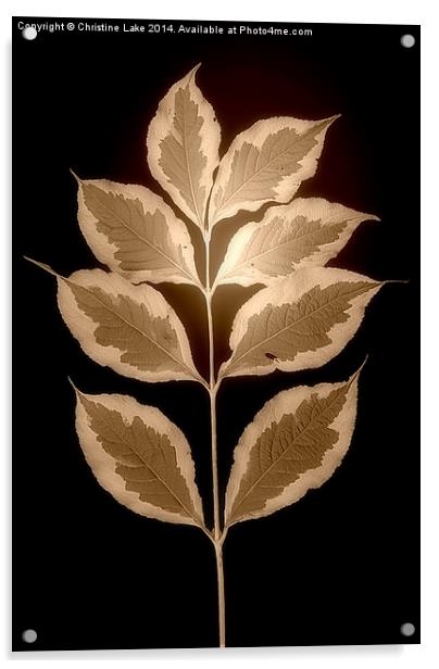  Leaves in Sepia Acrylic by Christine Lake