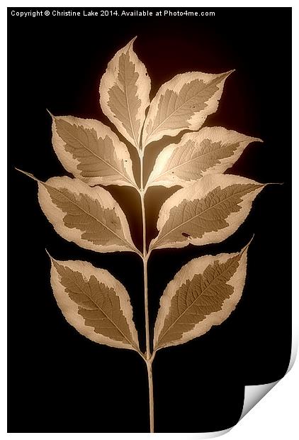  Leaves in Sepia Print by Christine Lake
