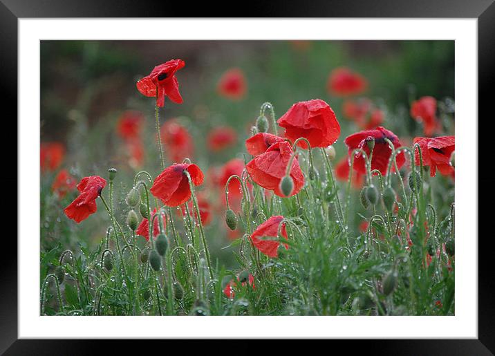 morning poppies Framed Mounted Print by evelyn martin