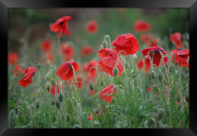 morning poppies Framed Print by evelyn martin