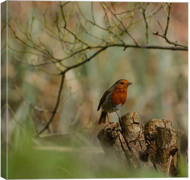  christmas robin Canvas Print by nick wastie