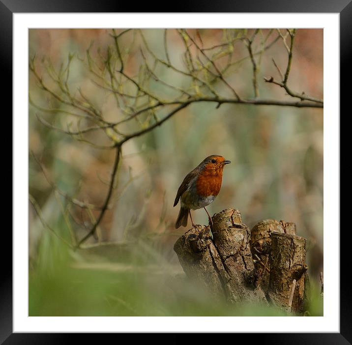  christmas robin Framed Mounted Print by nick wastie