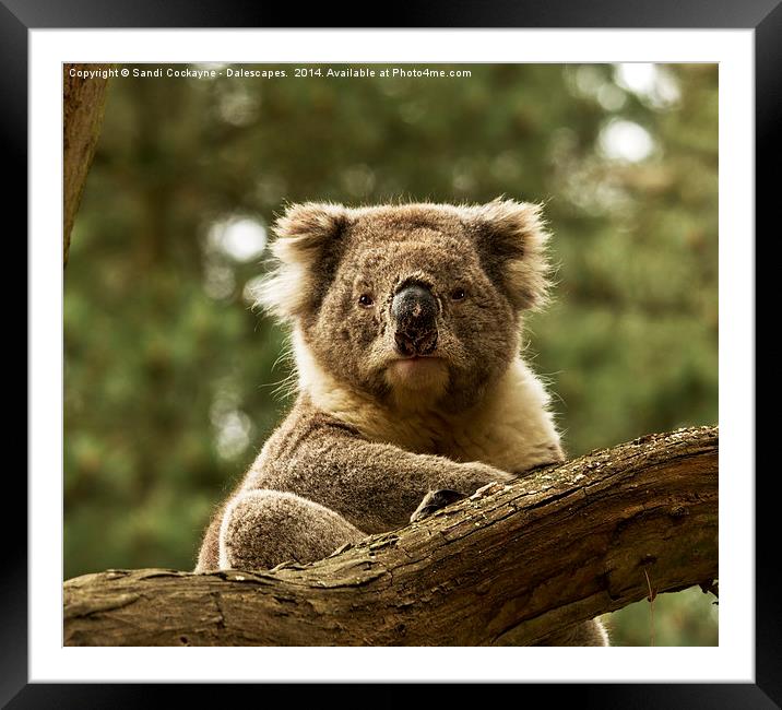  Wild Koala Framed Mounted Print by Sandi-Cockayne ADPS
