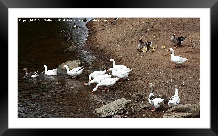 Birds of a Feather Framed Mounted Print by Paul Williams