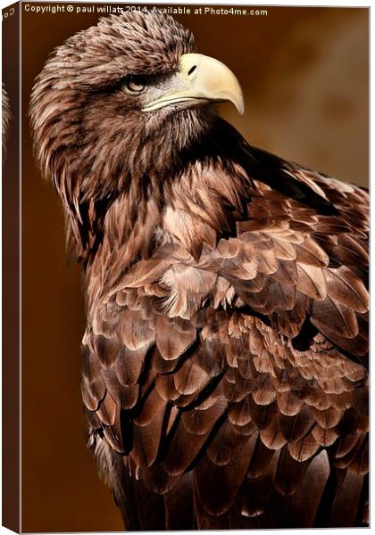  FISH EAGLE  Canvas Print by paul willats
