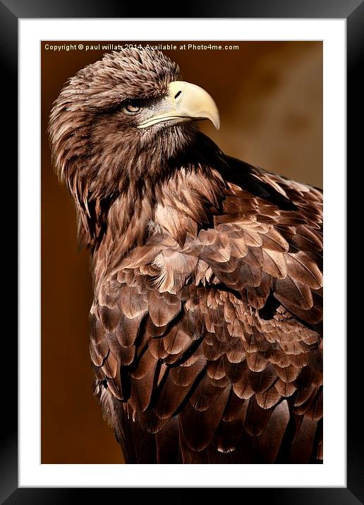  FISH EAGLE  Framed Mounted Print by paul willats