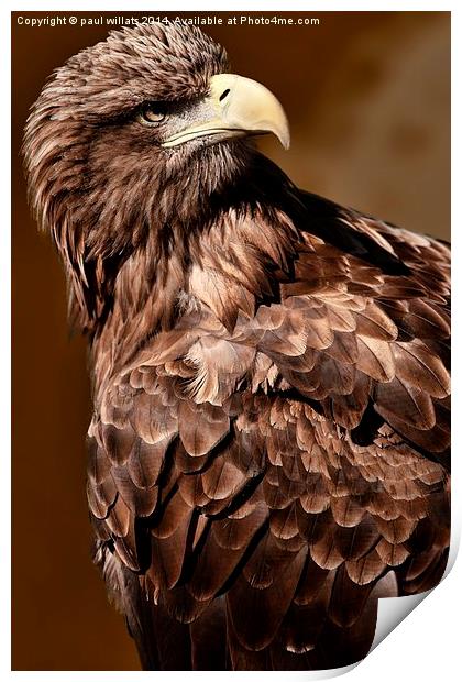  FISH EAGLE  Print by paul willats