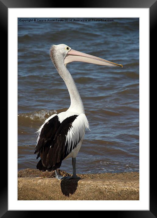   Australian Pelican Framed Mounted Print by Carole-Anne Fooks