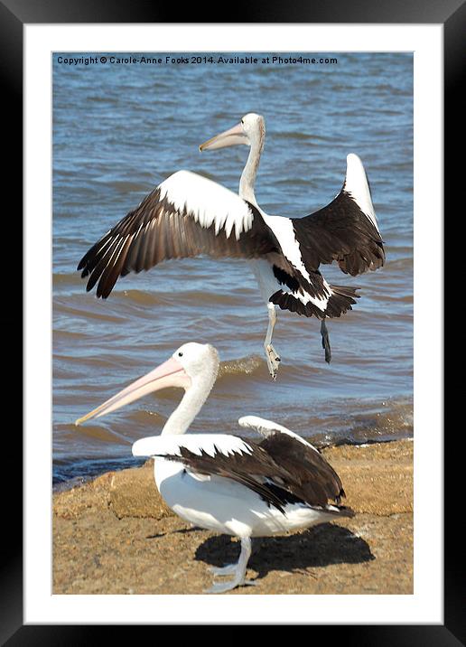   Australian Pelicans - Take Off Framed Mounted Print by Carole-Anne Fooks