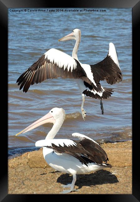   Australian Pelicans - Take Off Framed Print by Carole-Anne Fooks