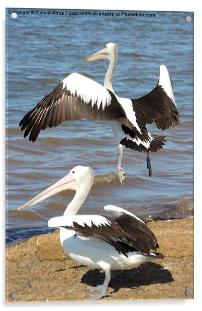   Australian Pelicans - Take Off Acrylic by Carole-Anne Fooks