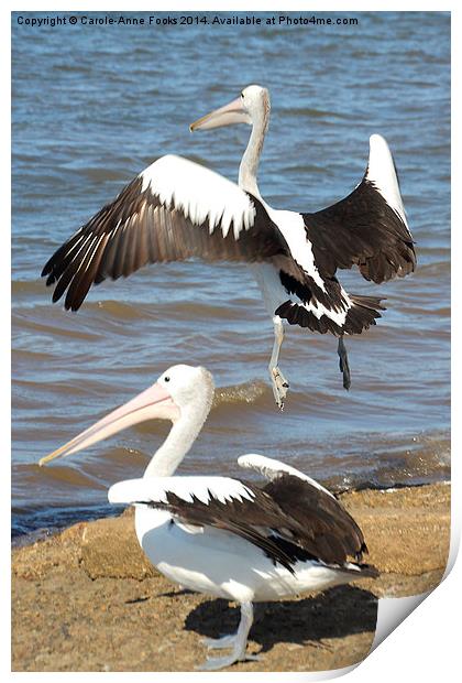   Australian Pelicans - Take Off Print by Carole-Anne Fooks