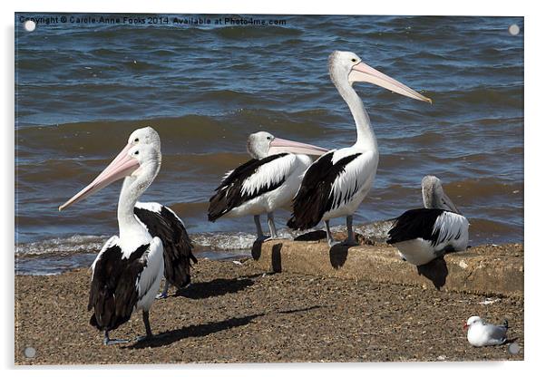   Australian Pelicans Acrylic by Carole-Anne Fooks