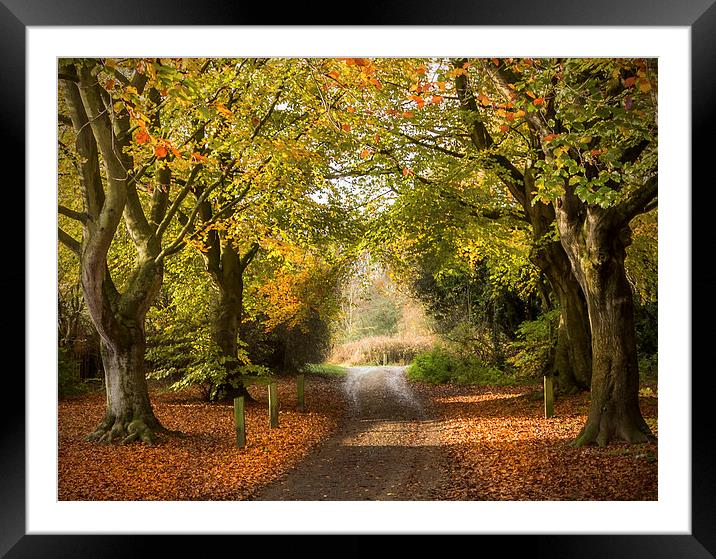  Autumn Walk Framed Mounted Print by paul lewis