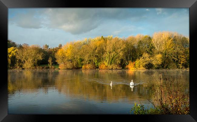  Autumn Lake and Swans Framed Print by paul lewis