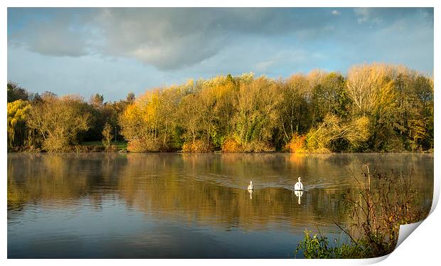  Autumn Lake and Swans Print by paul lewis