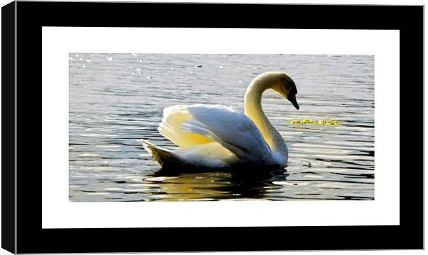 Swan Lake Canvas Print by sylvia scotting