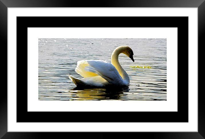 Swan Lake Framed Mounted Print by sylvia scotting
