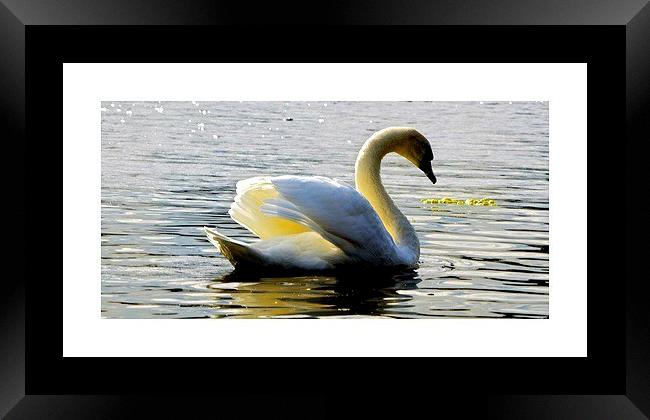 Swan Lake Framed Print by sylvia scotting