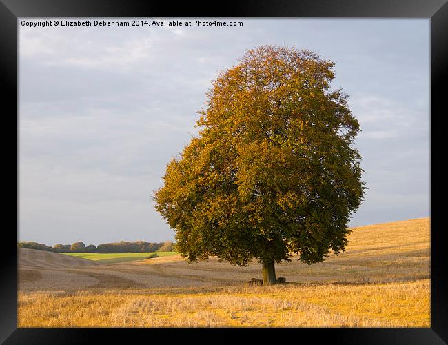  Lone Beech Tree in Autumn. Framed Print by Elizabeth Debenham