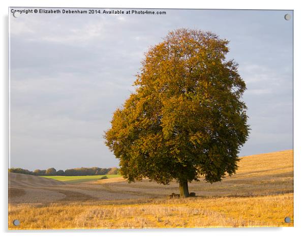  Lone Beech Tree in Autumn. Acrylic by Elizabeth Debenham