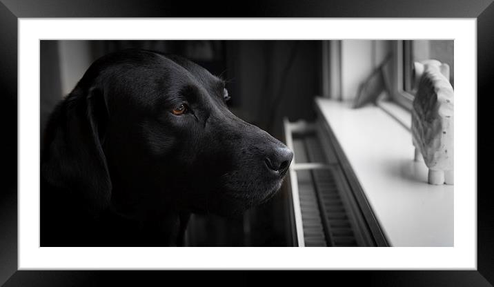 Waiting - Black Labrador Framed Mounted Print by Simon Wrigglesworth
