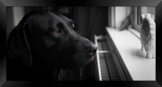 Waiting - Black Labrador Framed Print by Simon Wrigglesworth