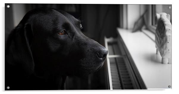 Waiting - Black Labrador Acrylic by Simon Wrigglesworth
