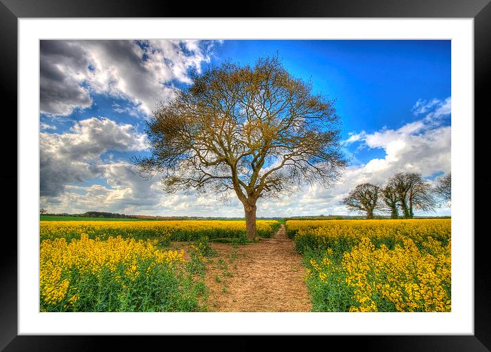  Lonely tree Framed Mounted Print by Paul Nichols