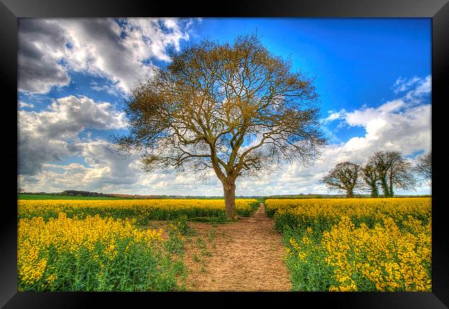  Lonely tree Framed Print by Paul Nichols