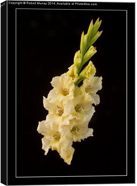  Gladiolus - the Sword Lily Canvas Print by Robert Murray