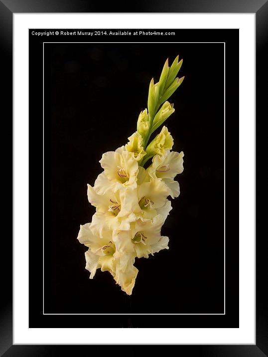  Gladiolus - the Sword Lily Framed Mounted Print by Robert Murray