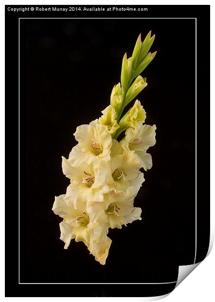  Gladiolus - the Sword Lily Print by Robert Murray