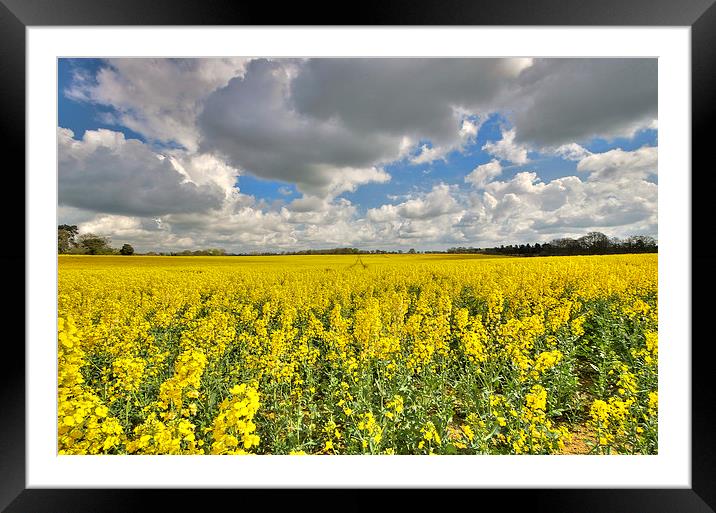  Fields of yellow Framed Mounted Print by Paul Nichols