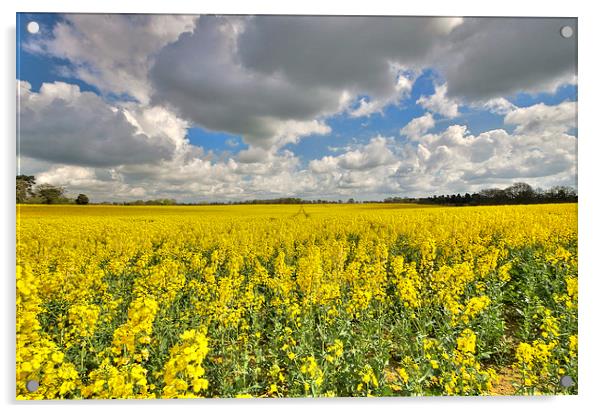  Fields of yellow Acrylic by Paul Nichols