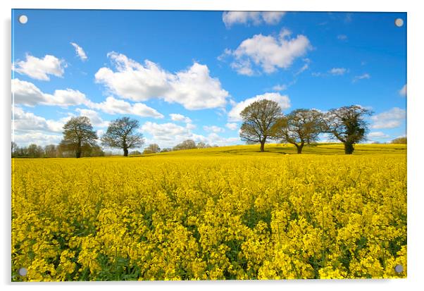  Spring fields Acrylic by Paul Nichols