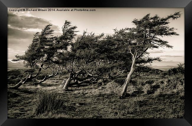 Windswept trees Framed Print by Richard Wilson