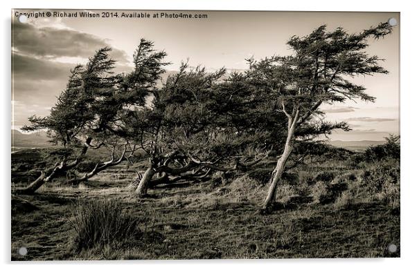 Windswept trees Acrylic by Richard Wilson