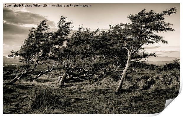 Windswept trees Print by Richard Wilson
